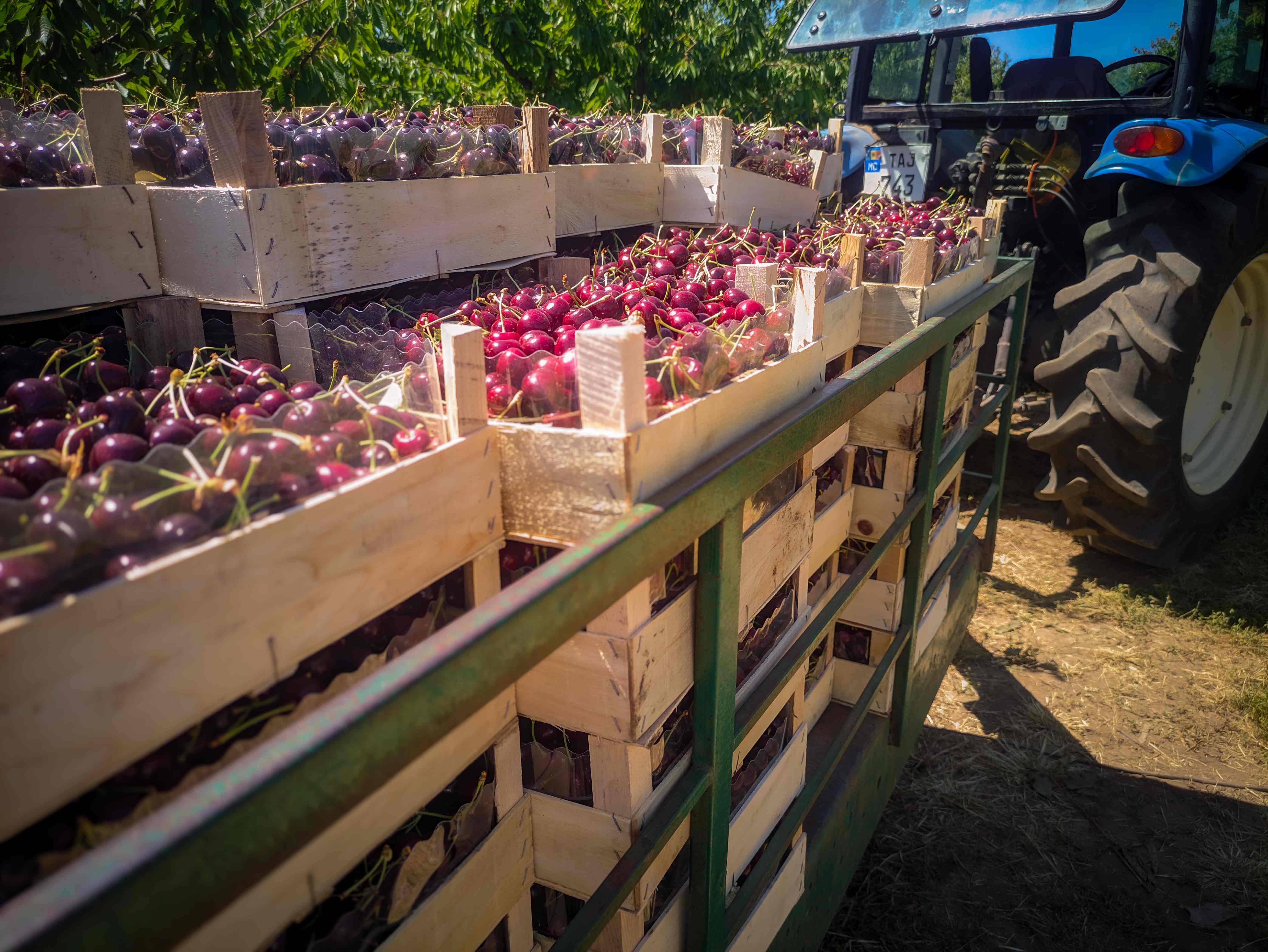 Cherry harvest