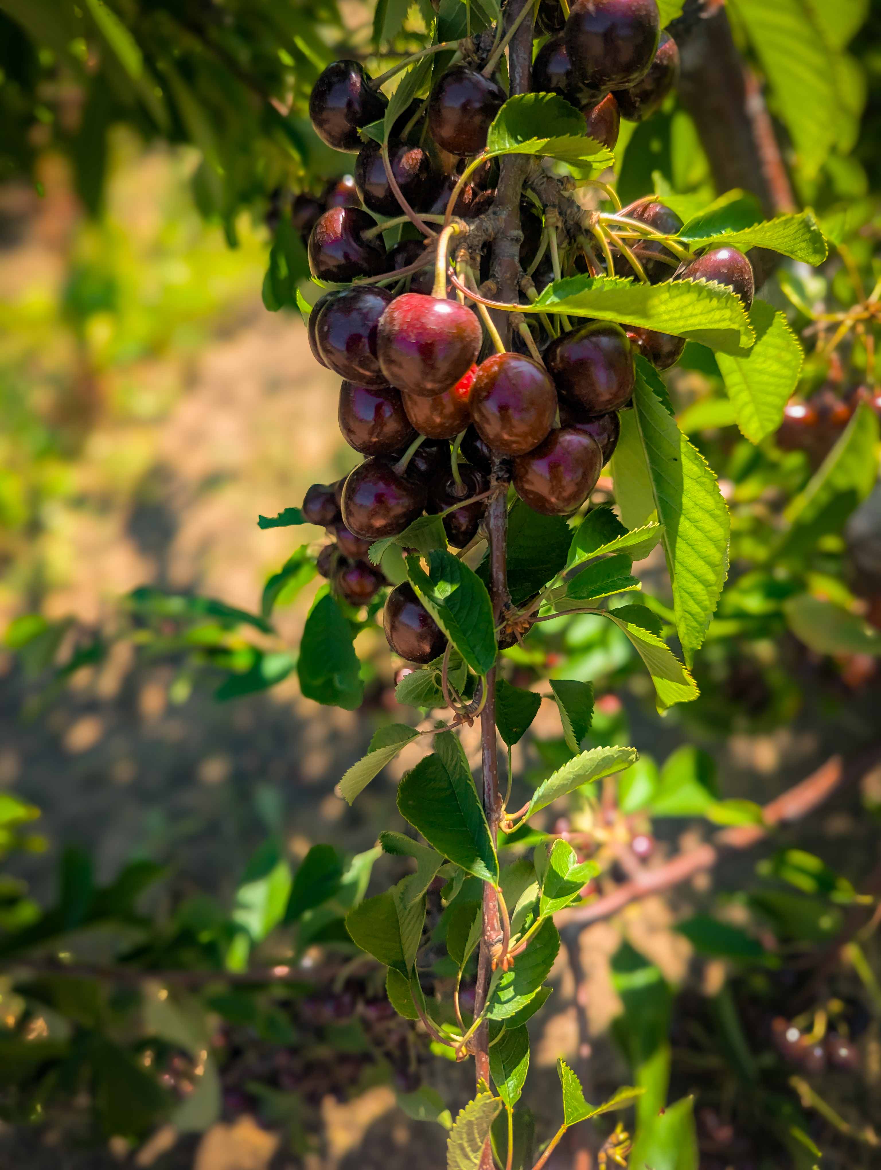 Cireșe proaspete pe ramură